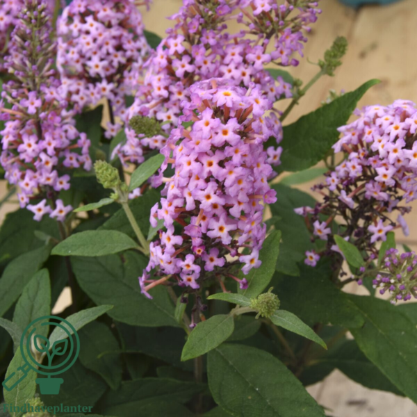Buddleja davidii Butterfly Candy® 'Little Pink', Sommerfuglebusk