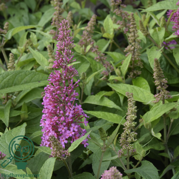 Buddleja davidii Butterfly Candy® 'Little Pink', Sommerfuglebusk