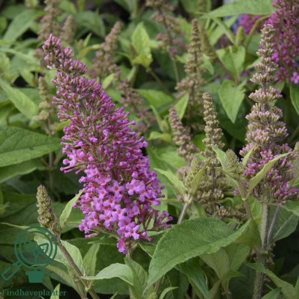 Buddleja davidii Butterfly Candy® 'Little Pink', Sommerfuglebusk