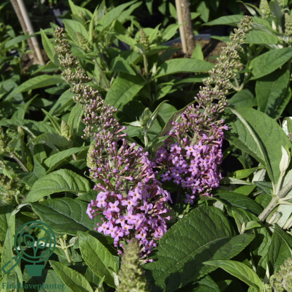 Buddleja davidii Butterfly Candy® 'Little Pink', Sommerfuglebusk