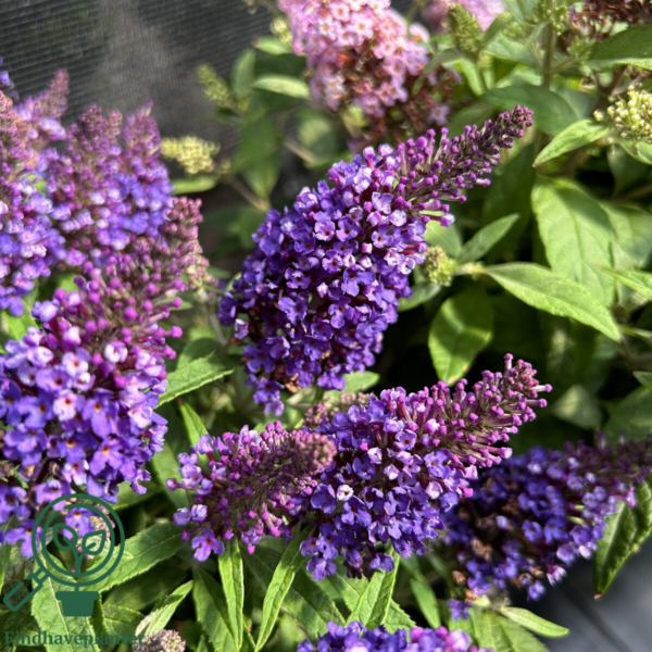 Buddleja davidii Butterfly Candy® 'Little Purple', Sommerfuglebusk