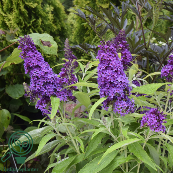 Buddleja davidii Butterfly Candy® 'Little Purple', Sommerfuglebusk