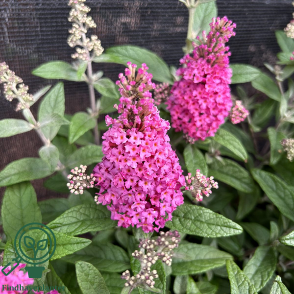 Buddleja davidii Butterfly Candy® 'Little Ruby', Sommerfuglebusk
