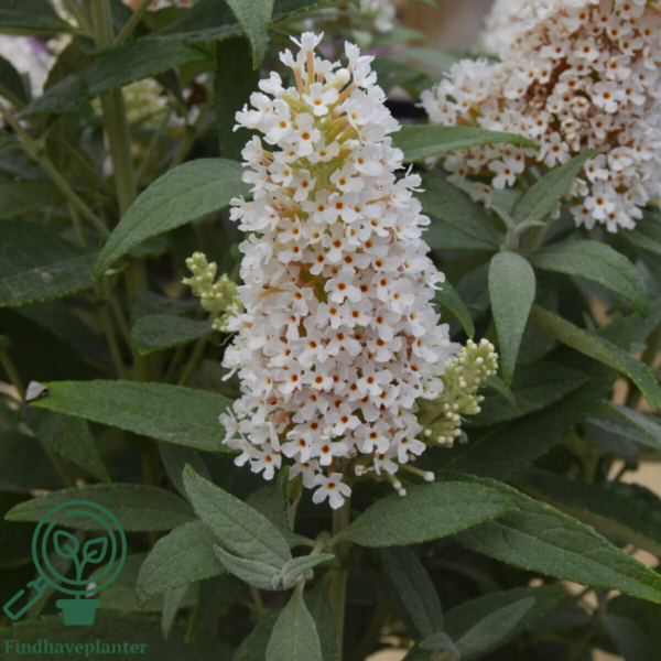 Buddleja davidii Butterfly Candy® 'Little White', Sommerfuglebusk