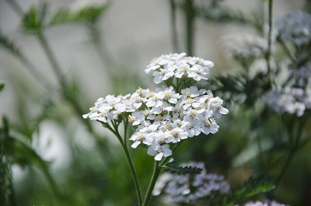 Achillea millefolium 'White Beauty', Røllike