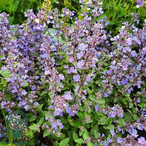 Nepeta faassenii 'Purrsian Blue'®, Blåkant / Katteurt