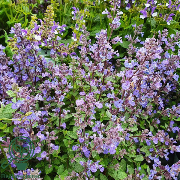 Nepeta faassenii 'Purrsian Blue'®, Blåkant / Katteurt