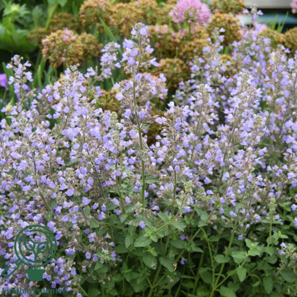 Nepeta faassenii 'Purrsian Blue'®, Blåkant / Katteurt