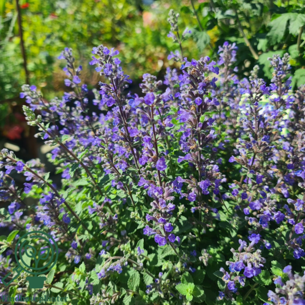 Nepeta faassenii 'Purrsian Blue'®, Blåkant / Katteurt