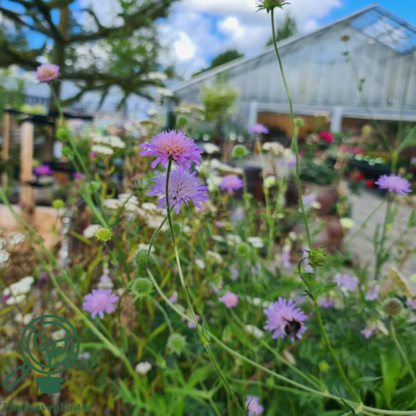 Knautia arvensis, Blåhat