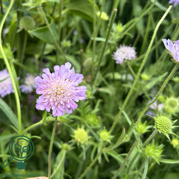 Knautia arvensis, Blåhat
