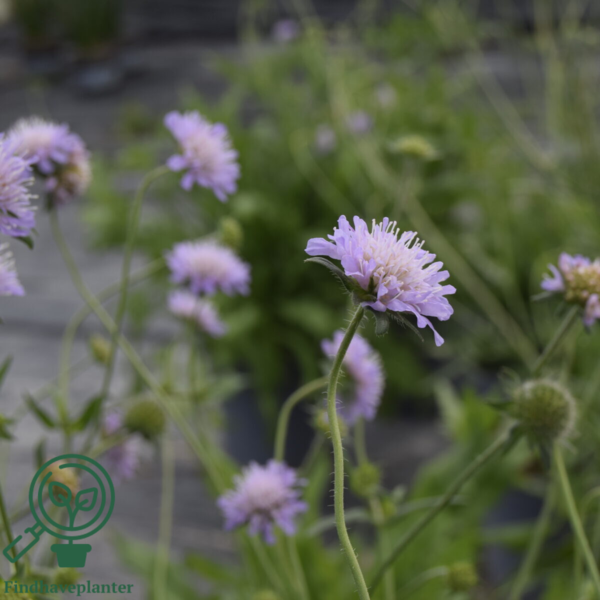 Knautia arvensis, Blåhat