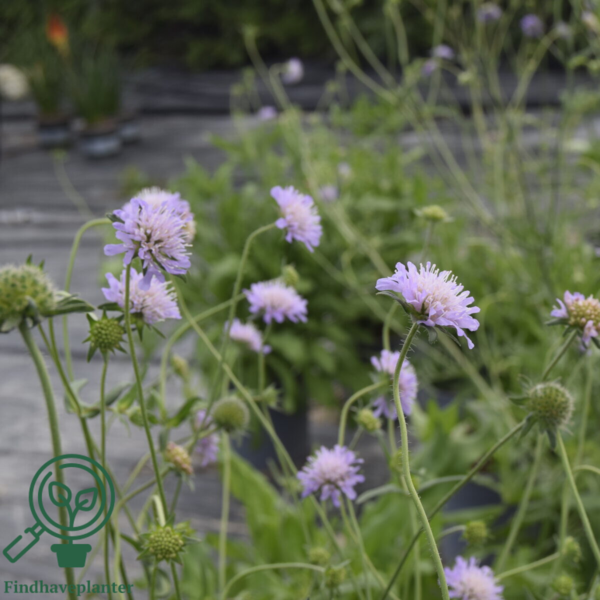 Knautia arvensis, Blåhat