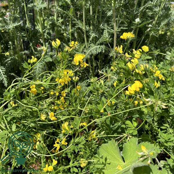 Lotus corniculatus