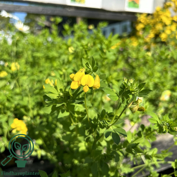 Lotus corniculatus