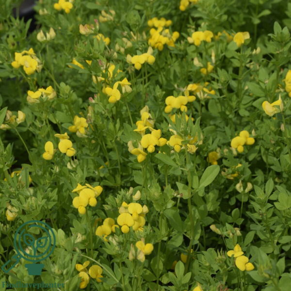 Lotus corniculatus