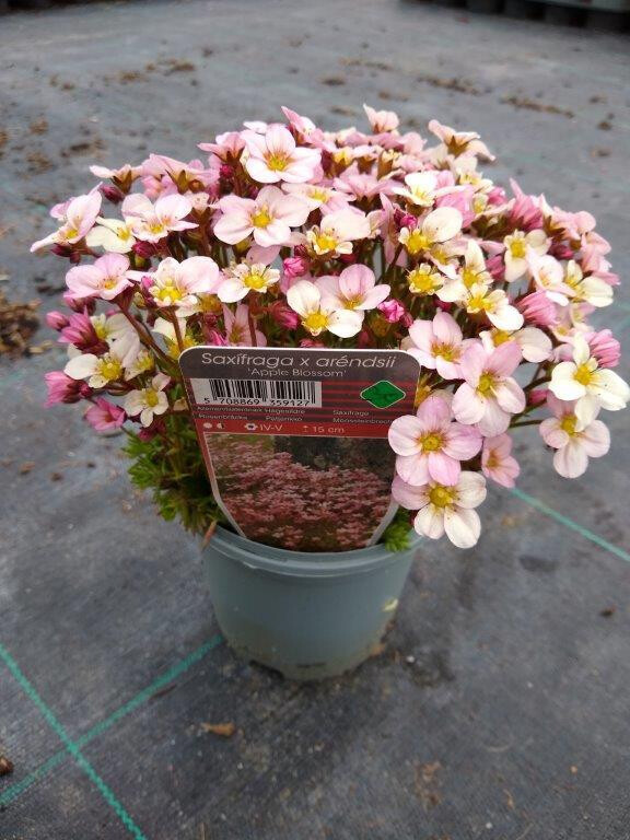 Saxifraga x arendsii 'Apple Blossom'