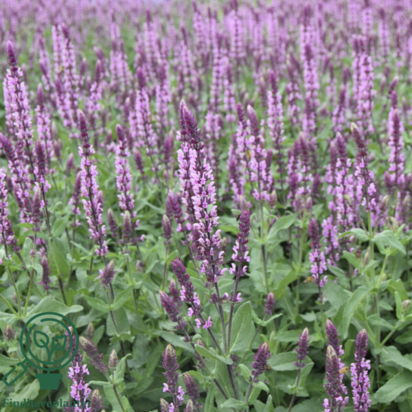 Salvia nemorosa 'Caradonna Pink'®, Småblomstret salvie