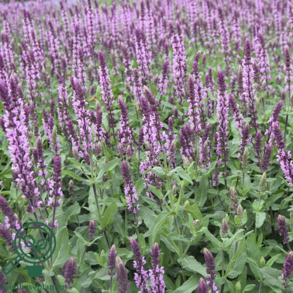 Salvia nemorosa 'Caradonna Pink'®, Småblomstret salvie
