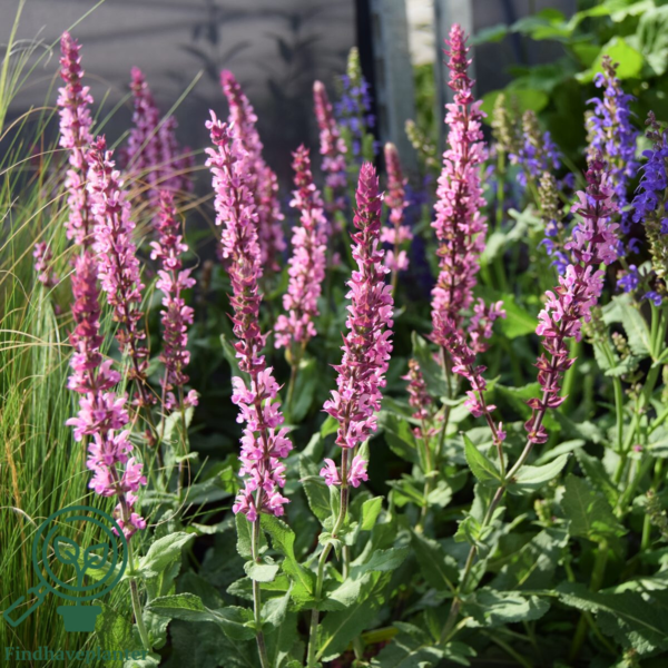 Salvia nemorosa 'Caradonna Pink'®, Småblomstret salvie