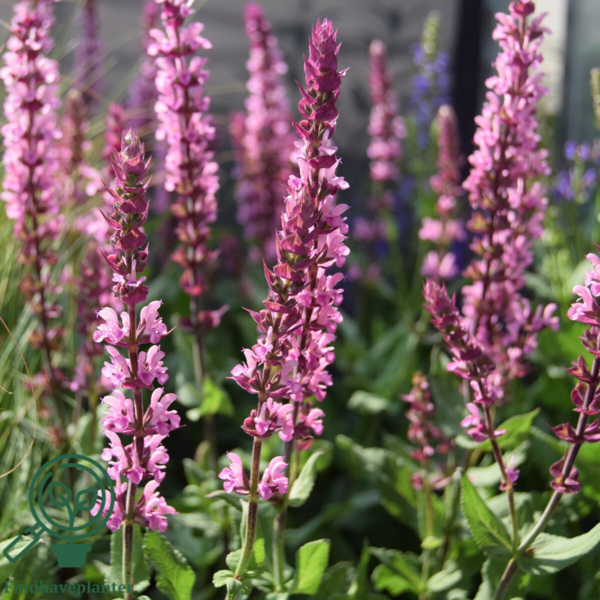 Salvia nemorosa 'Caradonna Pink'®, Småblomstret salvie