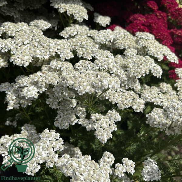 Achillea millefolium, Røllike