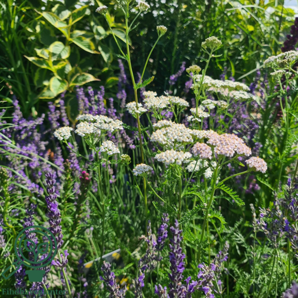 Achillea millefolium, Røllike