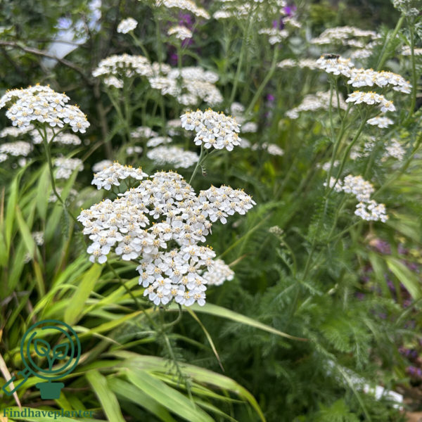 Achillea millefolium, Røllike