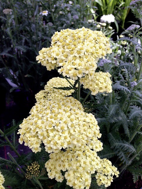 Achillea millefolium, Røllike