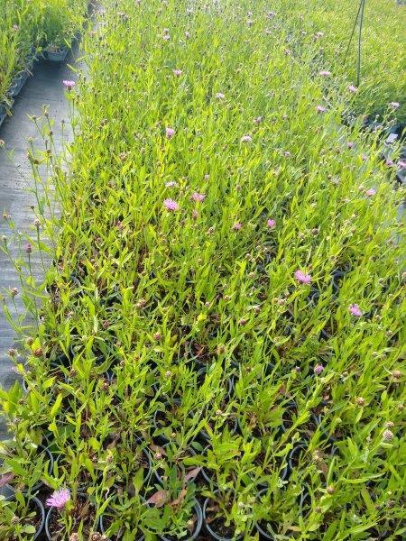 Centaurea jacea, Knopurt