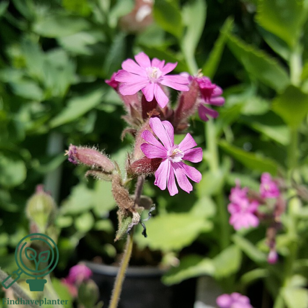 Silene dioica, Dag-Pragtstjerne