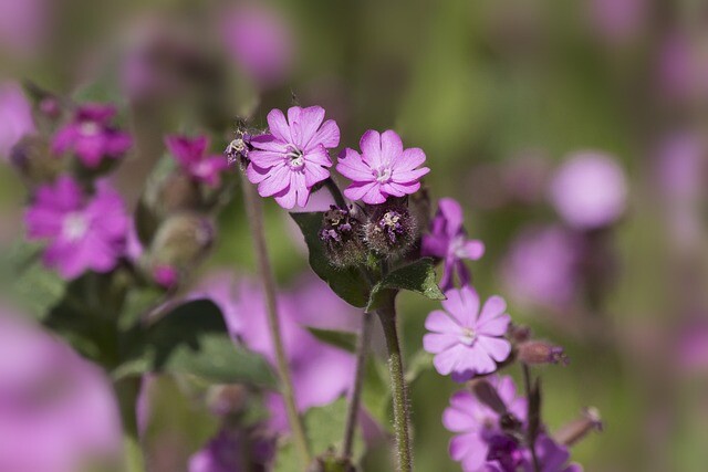 Silene dioica, Dag-Pragtstjerne