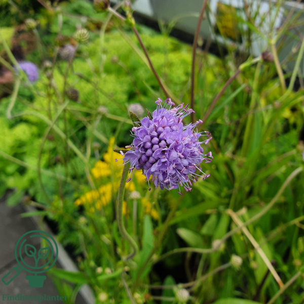 Succisa pratensis, Djævelsbid