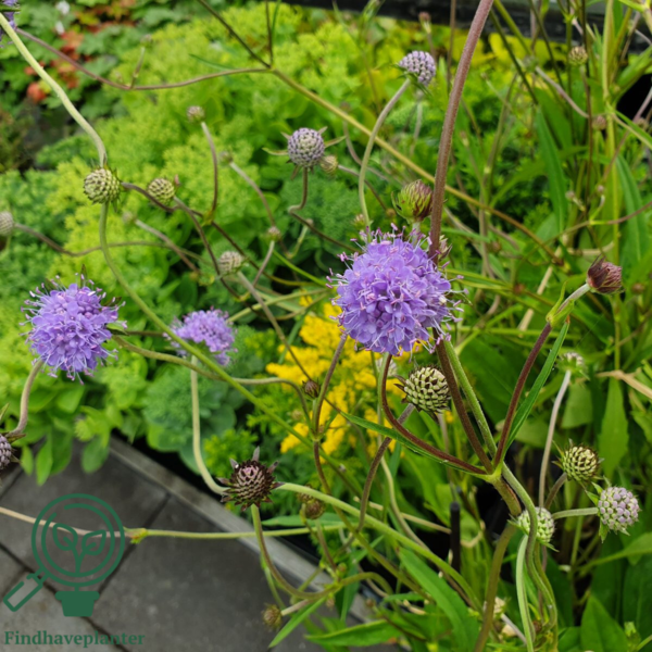 Succisa pratensis, Djævelsbid