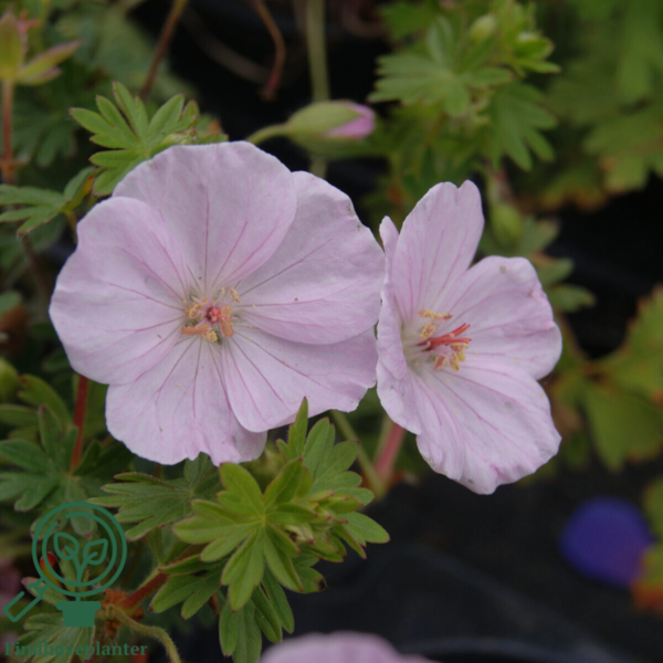 Geranium sanguineum 'Apfelblüte', Storkenæb