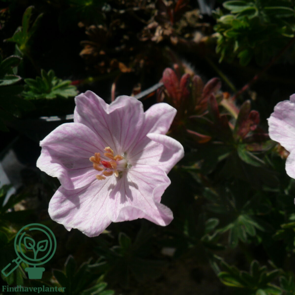 Geranium sanguineum 'Apfelblüte', Storkenæb