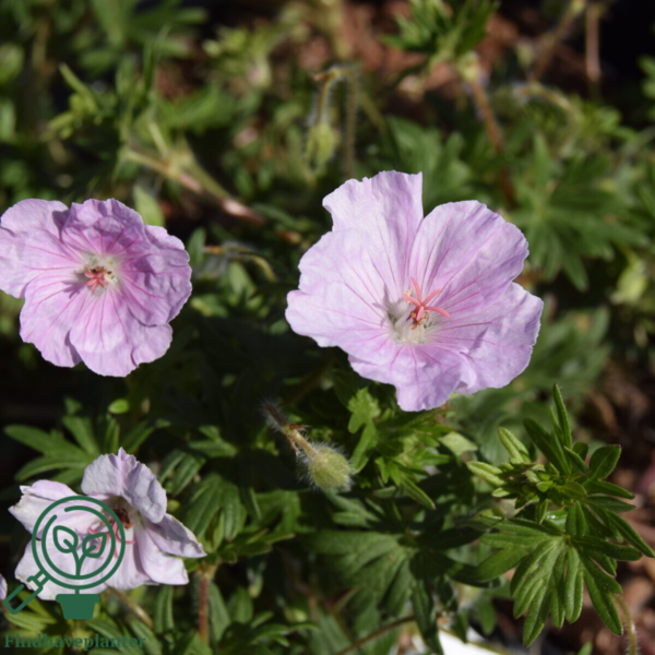 Geranium sanguineum 'Apfelblüte', Storkenæb