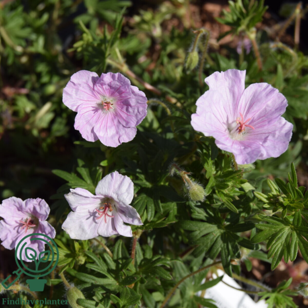 Geranium sanguineum 'Apfelblüte', Storkenæb