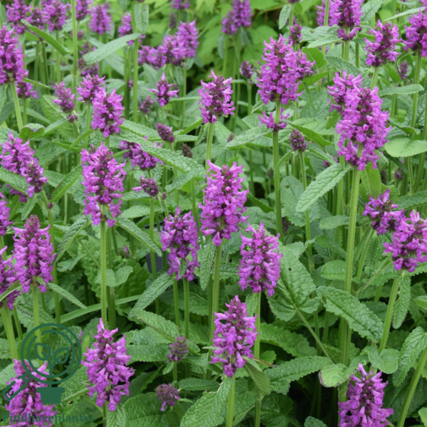 Stachys monieri 'Hummelo', Havebetonie