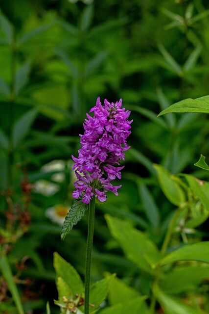 Stachys monieri 'Hummelo', Havebetonie