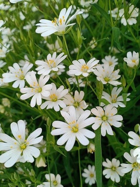 Stellaria holostea, Stor Fladstjerne