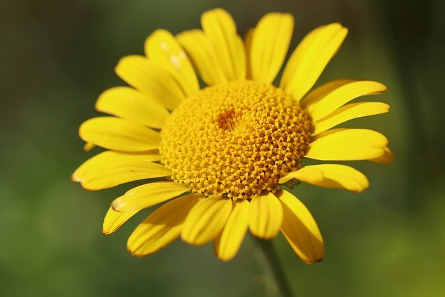 Anthemis tinctoria, Farve-Gåseurt