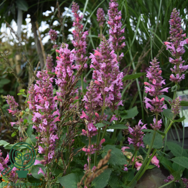 Agastache hybrid 'Danish Delight', Anisisop