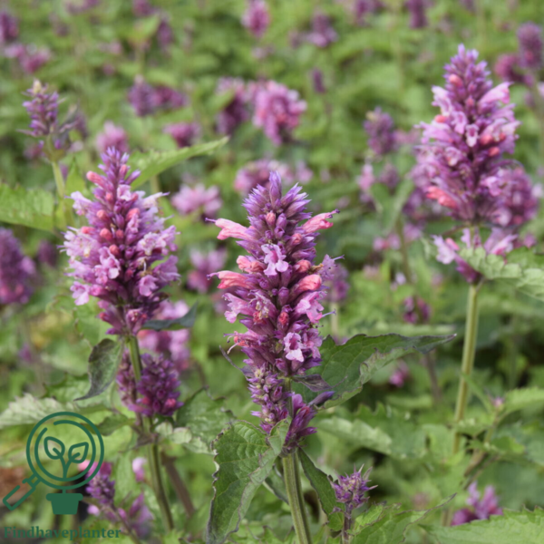 Agastache hybrid 'Danish Delight', Anisisop