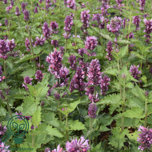 Agastache hybrid 'Danish Delight', Anisisop