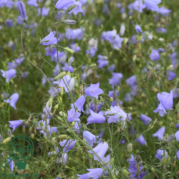 Campanula rotundifolia, Klokkeblomst