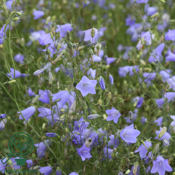 Campanula rotundifolia, Klokkeblomst