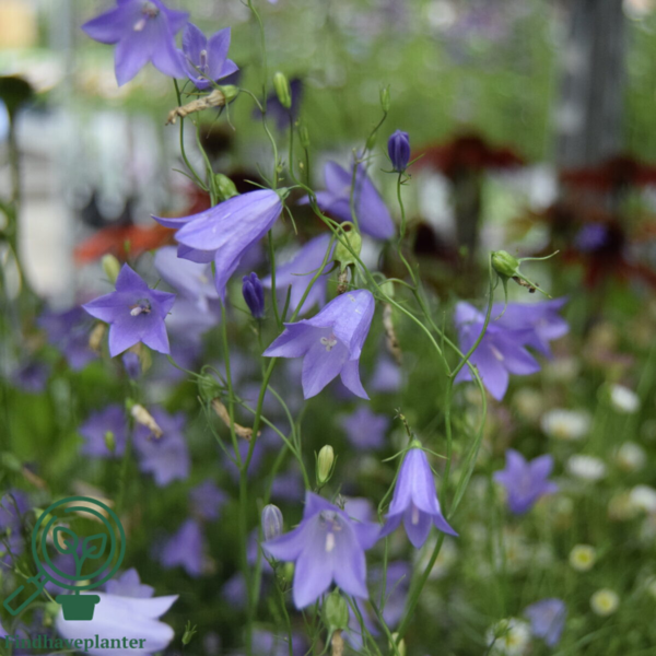 Campanula rotundifolia, Klokkeblomst