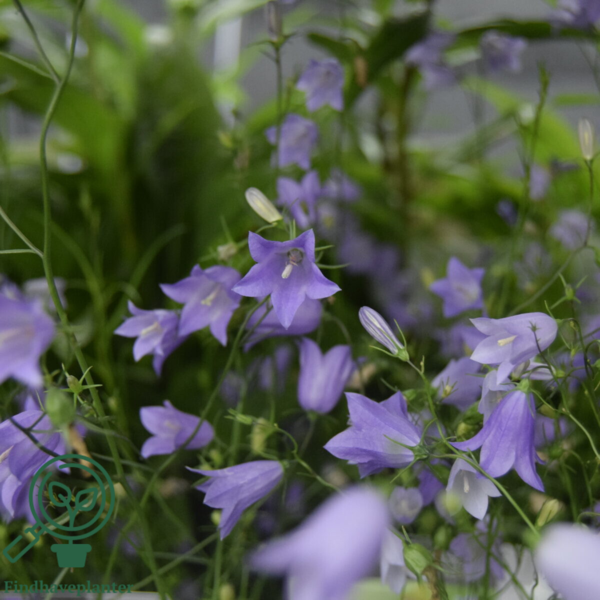 Campanula rotundifolia, Klokkeblomst