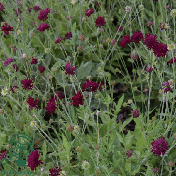 Knautia macedonica 'Mars Midget', Blåhat